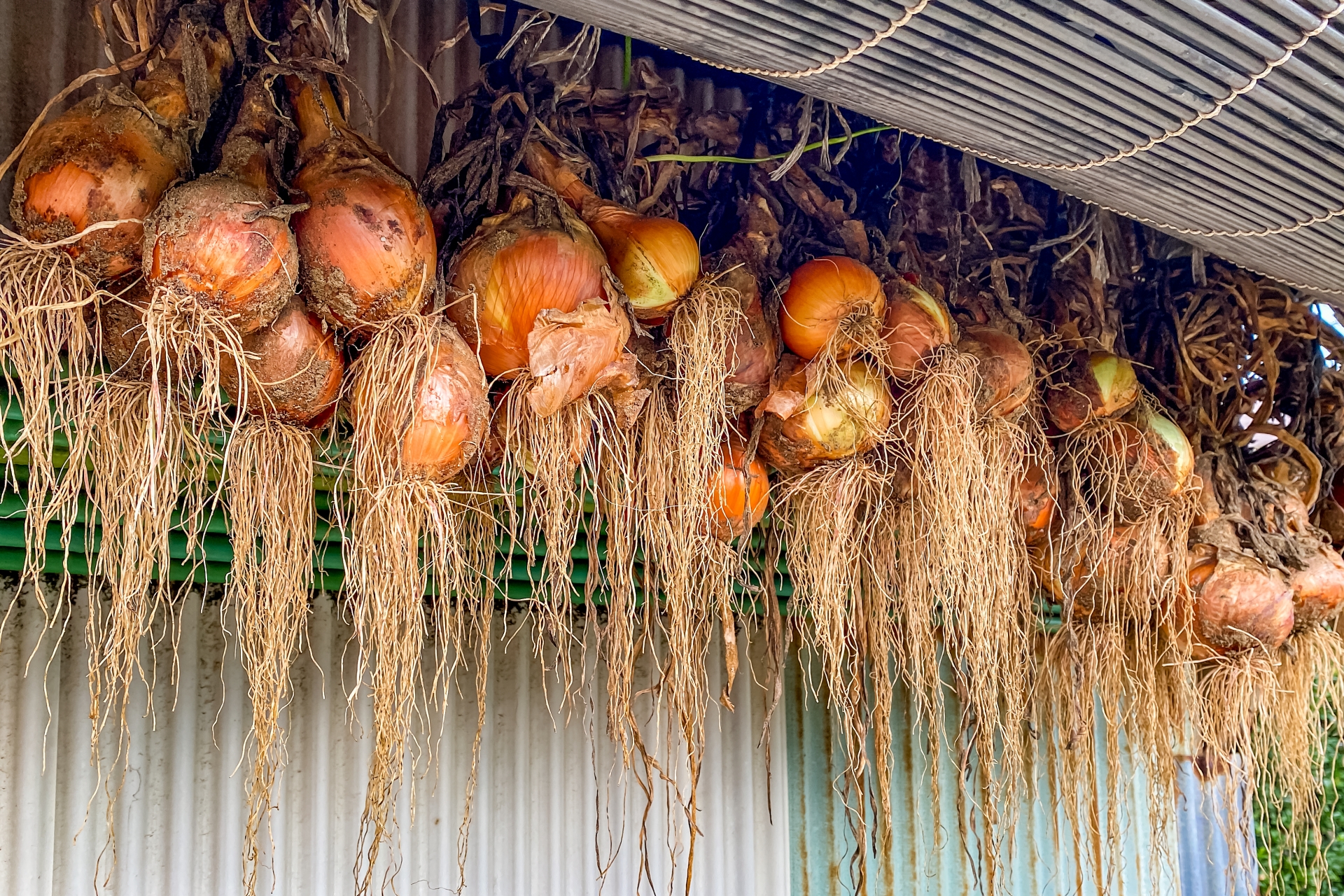 玉ねぎの吊るし保存