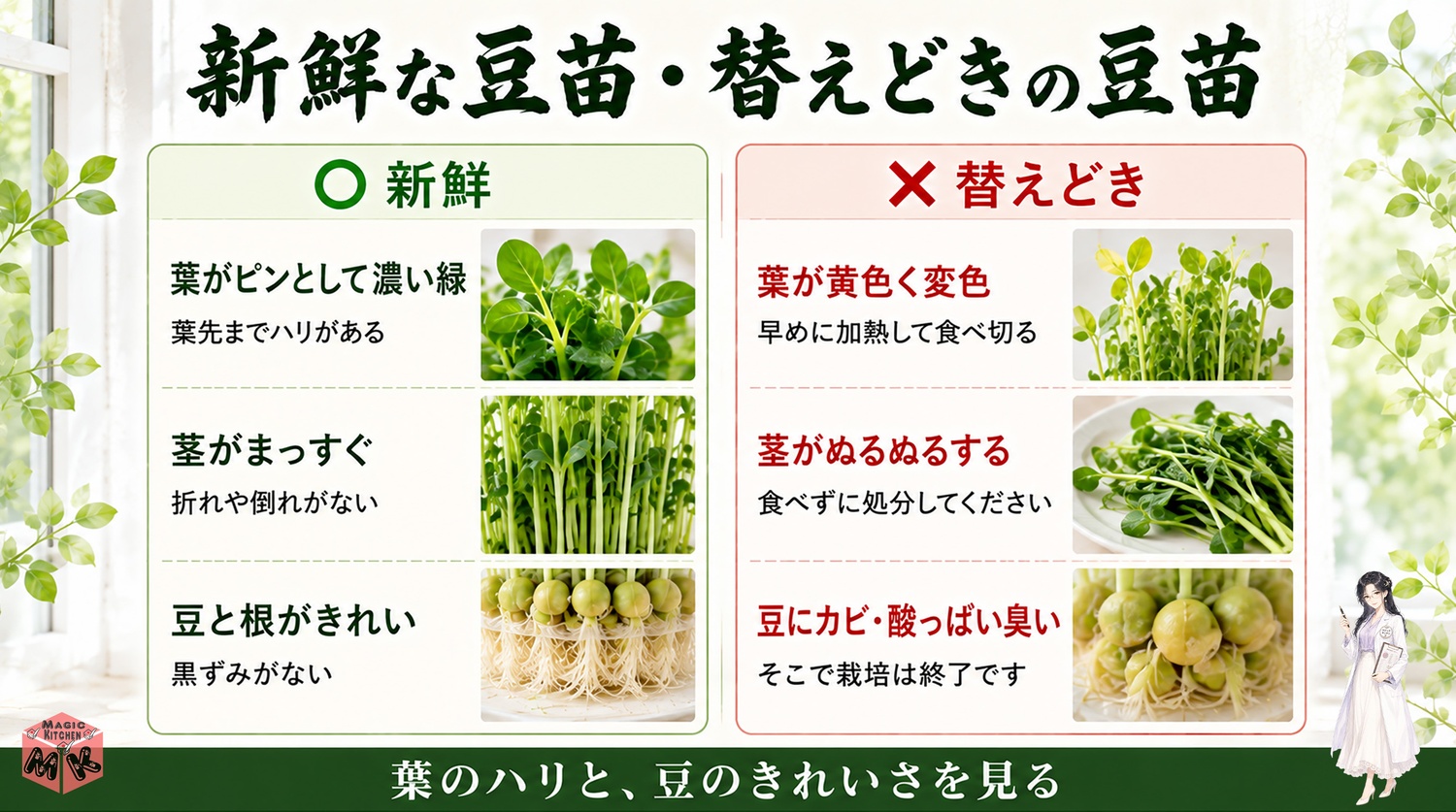新鮮な豆苗と傷んだ豆苗の見分け方の図解