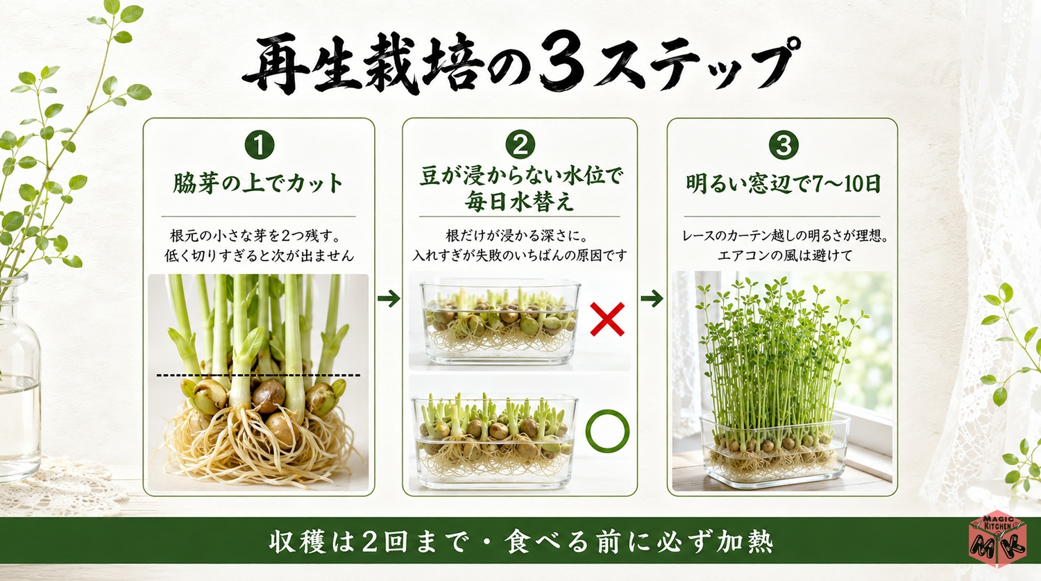豆苗の再生栽培を成功させる3ステップの工程図