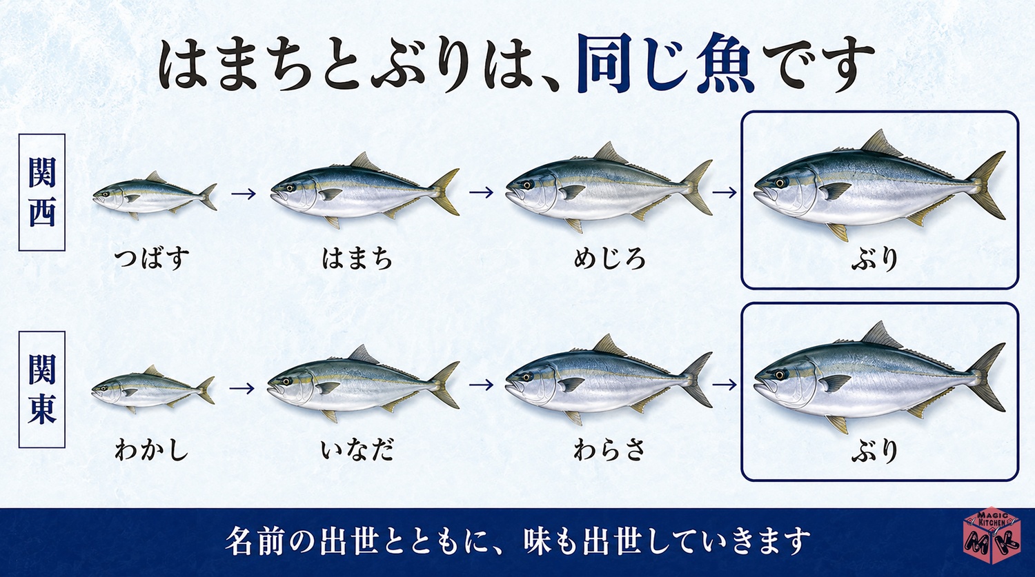 ぶりの出世魚の呼び名の図解（はまちとぶりは同じ魚）