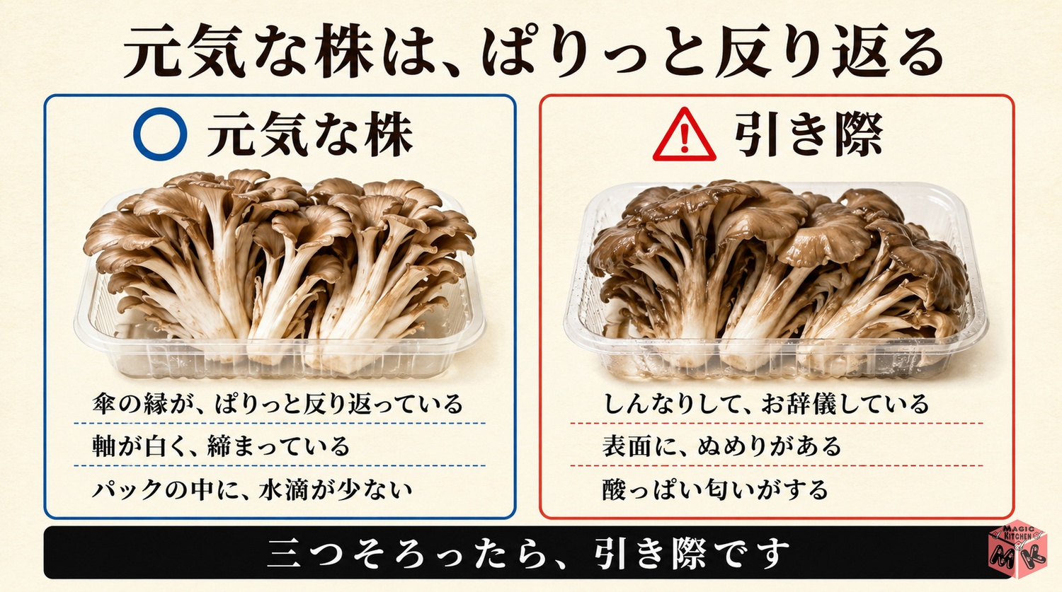 まいたけは傘の縁がぱりっと反り返り軸が白く締まっているのが元気な株という見分けの図解