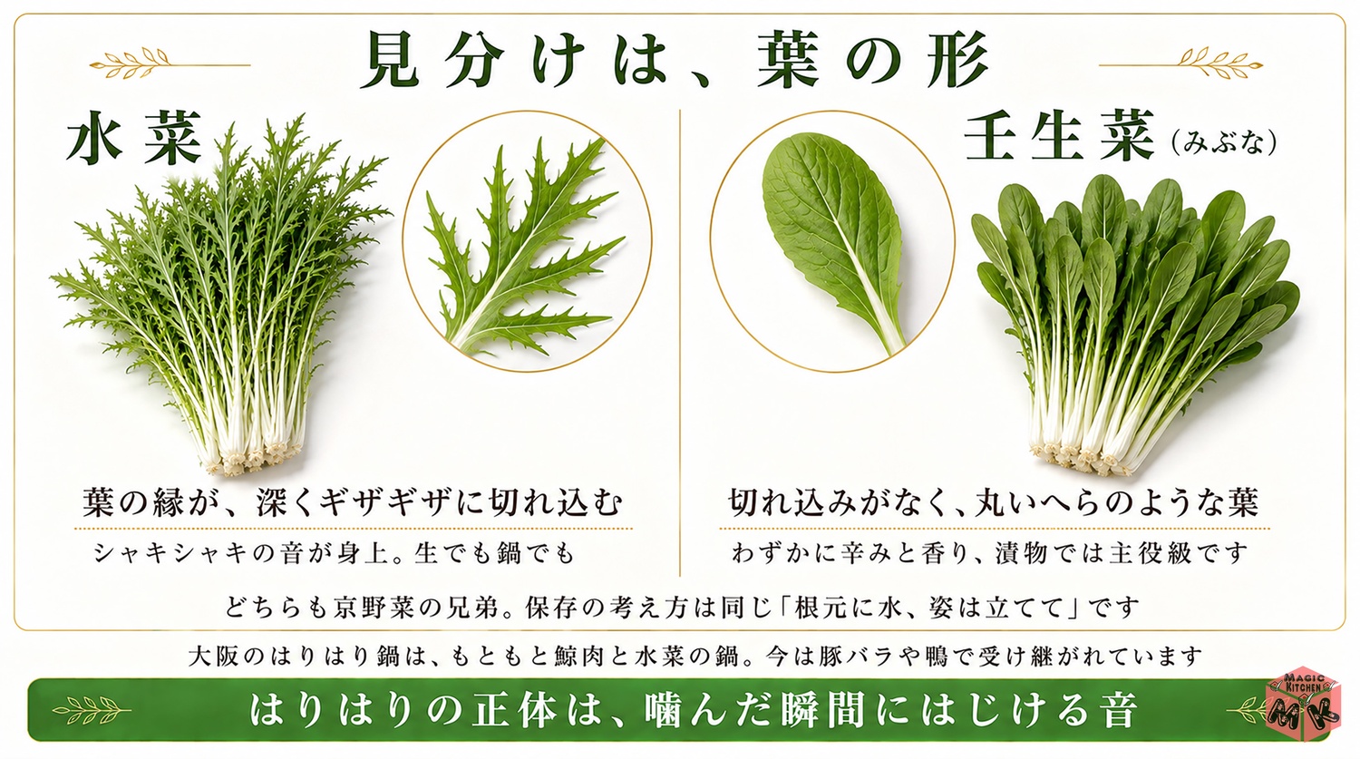 水菜と壬生菜の違いとはりはりの由来の図解