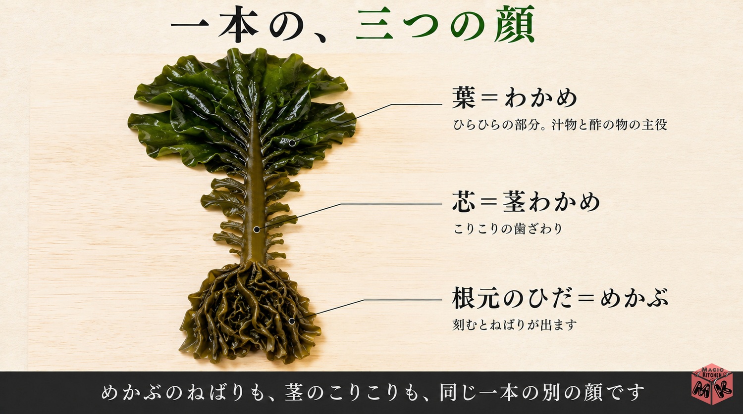 わかめとめかぶと茎わかめの部位の親戚マップ