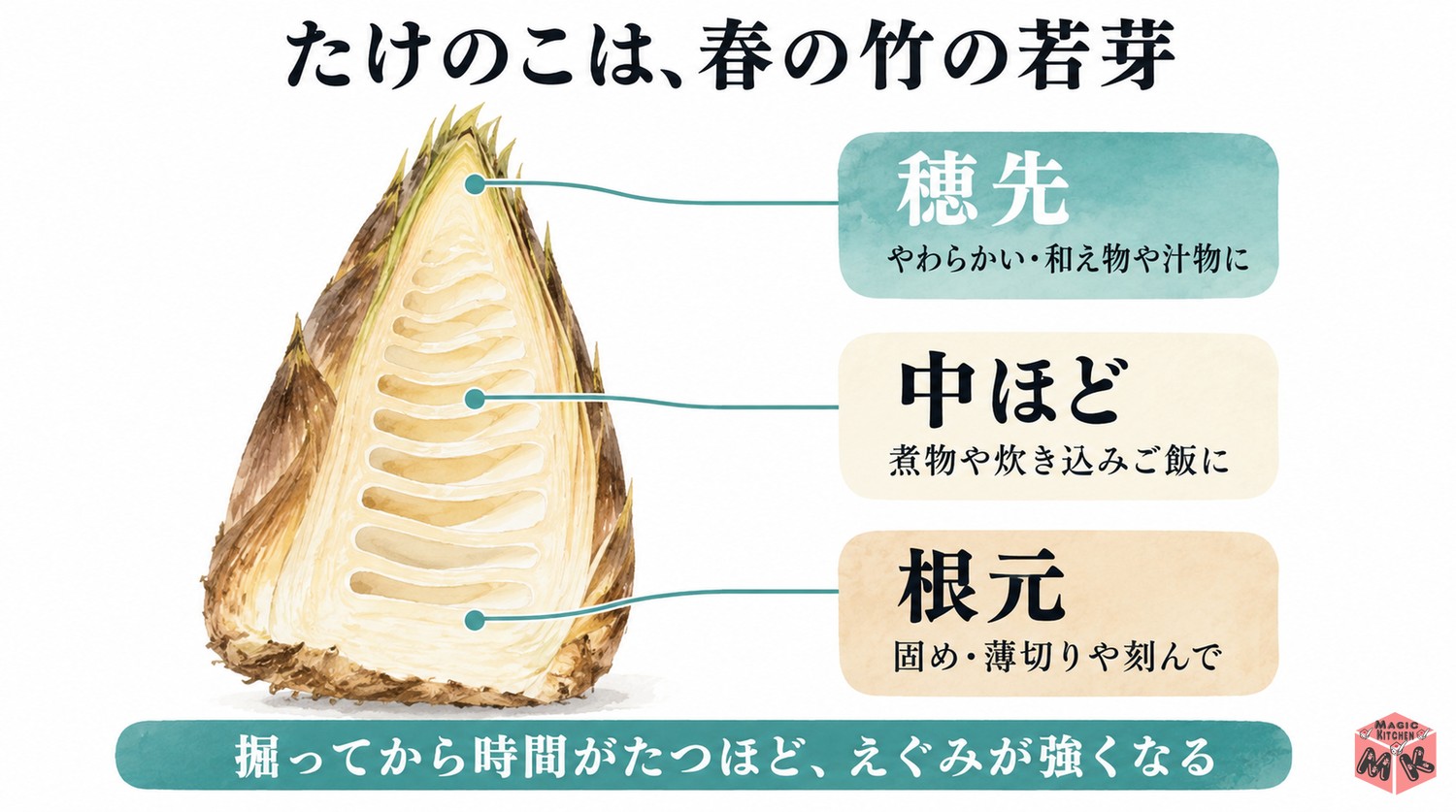 たけのこの部位と使い分け